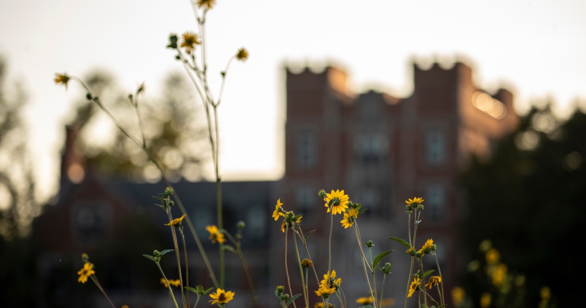 Yellow wild flowers with Gates Hall in the background.