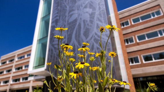 Bright flowers growing towards the light of the clear blue sky. Behind them is a building with flowers etched onto a section.