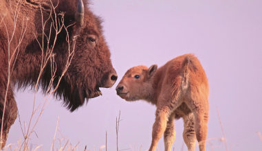 A mother bison and her calf touch noses