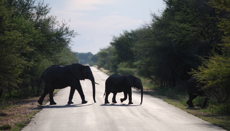 Two elephants cross a road in bright sunlight.