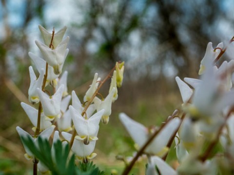 Spring flowers in CERA