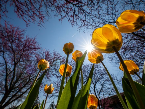 Yellow tulips as viewed from close to the ground against a sunny sky