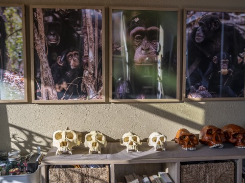 Primate photos and skulls