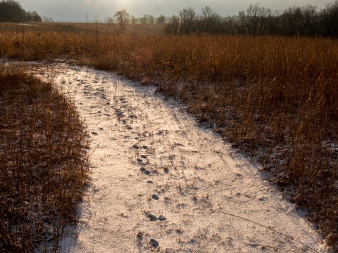 Grinnell College Homepage